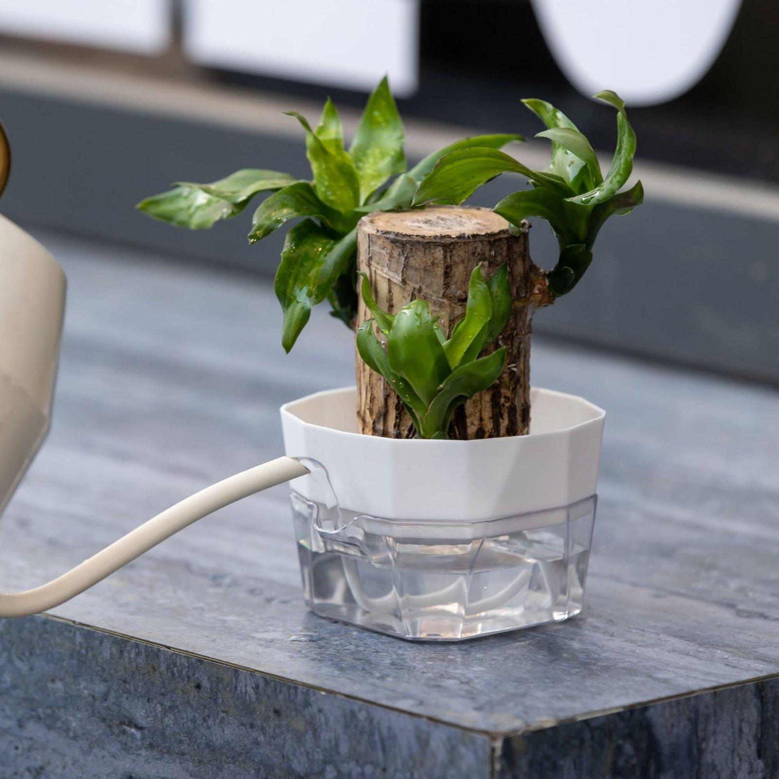 Hydroponic Vase Two Layer Self - Self-Watering Planter review and price