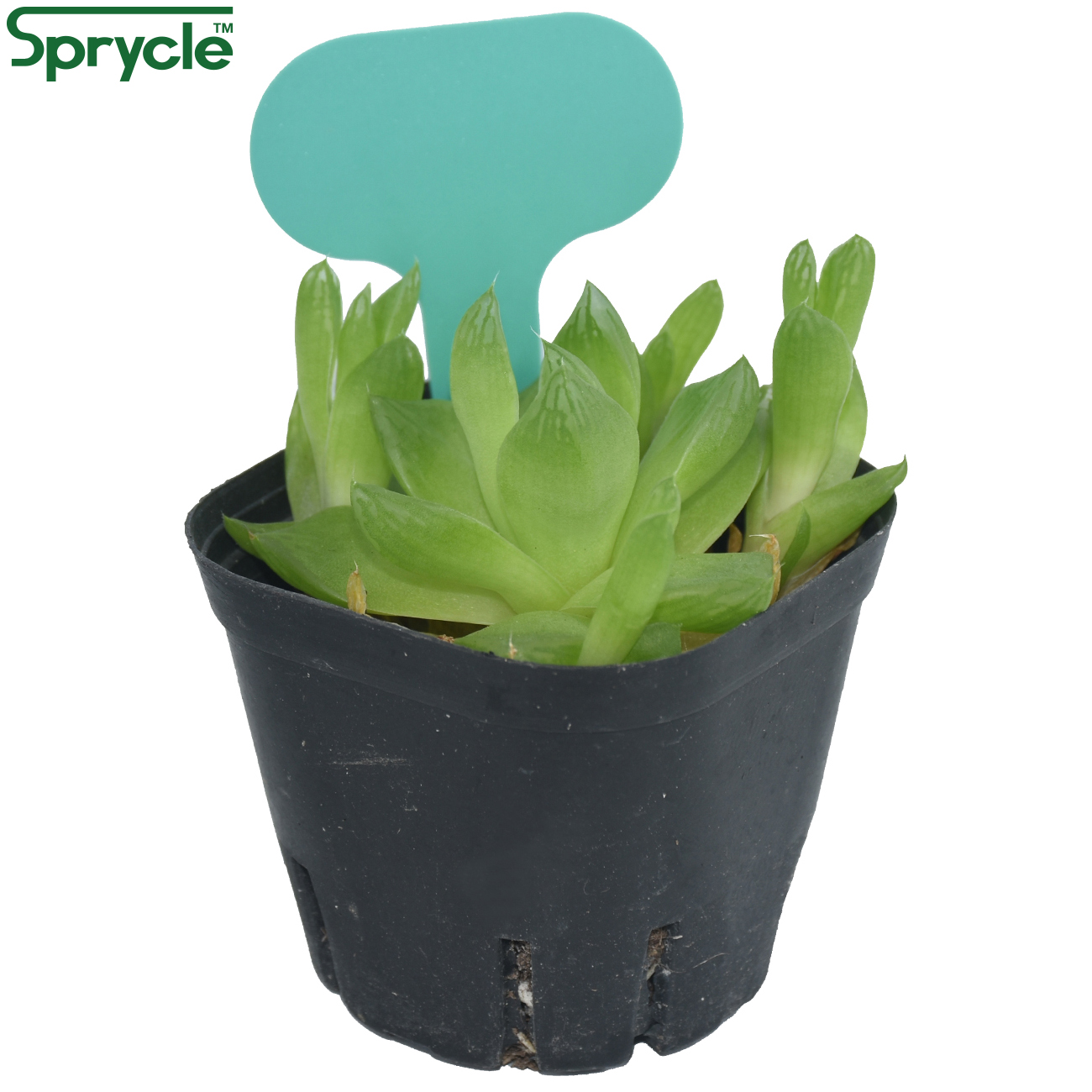 SPRYCLE 50PCS 50*70MM Colorful - Plant Label Tags review and price