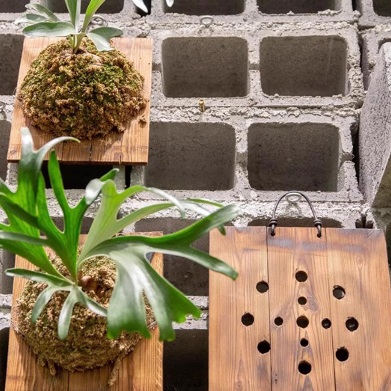 1Pcs Indoor Wood Staghorn Fern - Vertical Wall Planter review and price