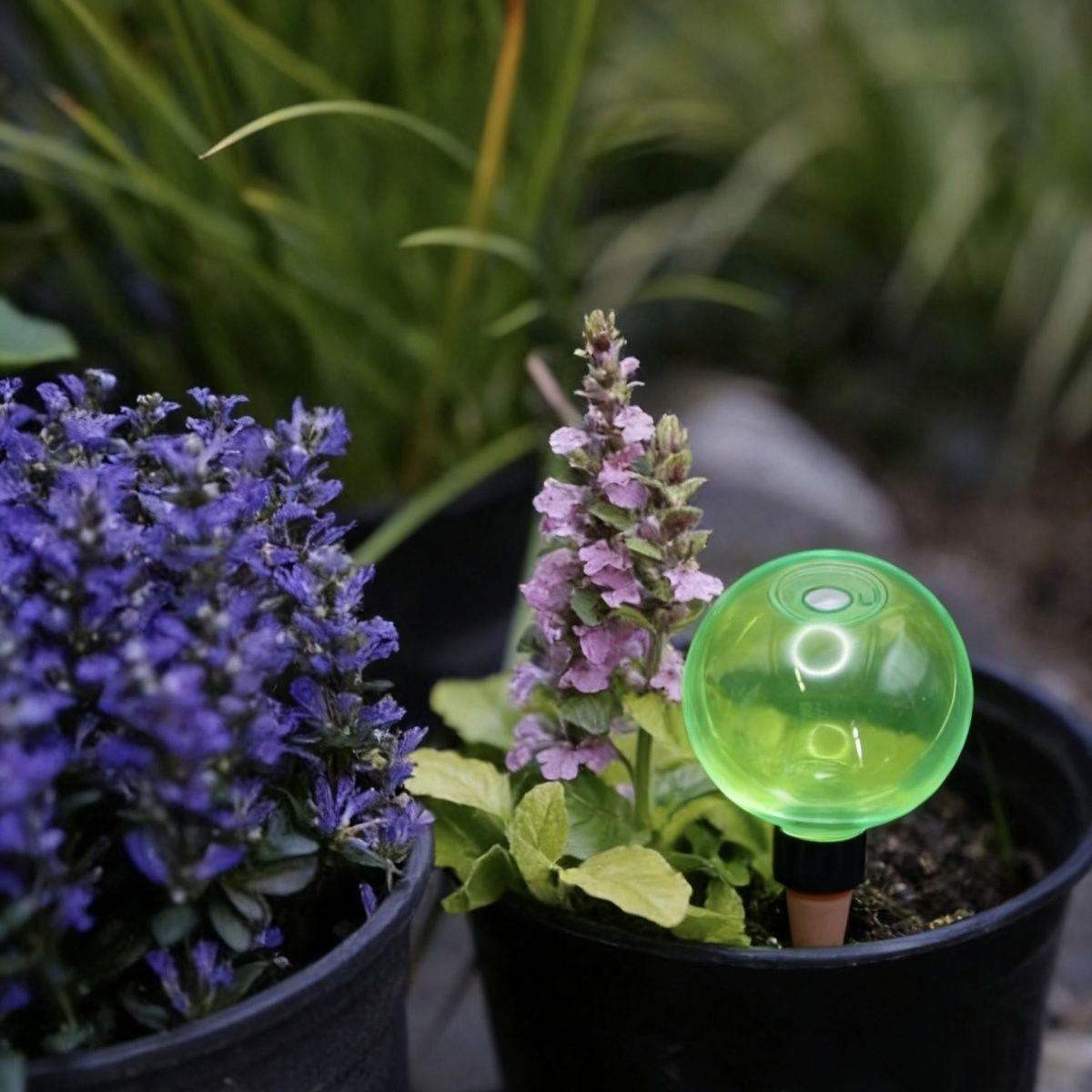 3pcs Large Plant Self Watering - Self-Watering Planter review and price