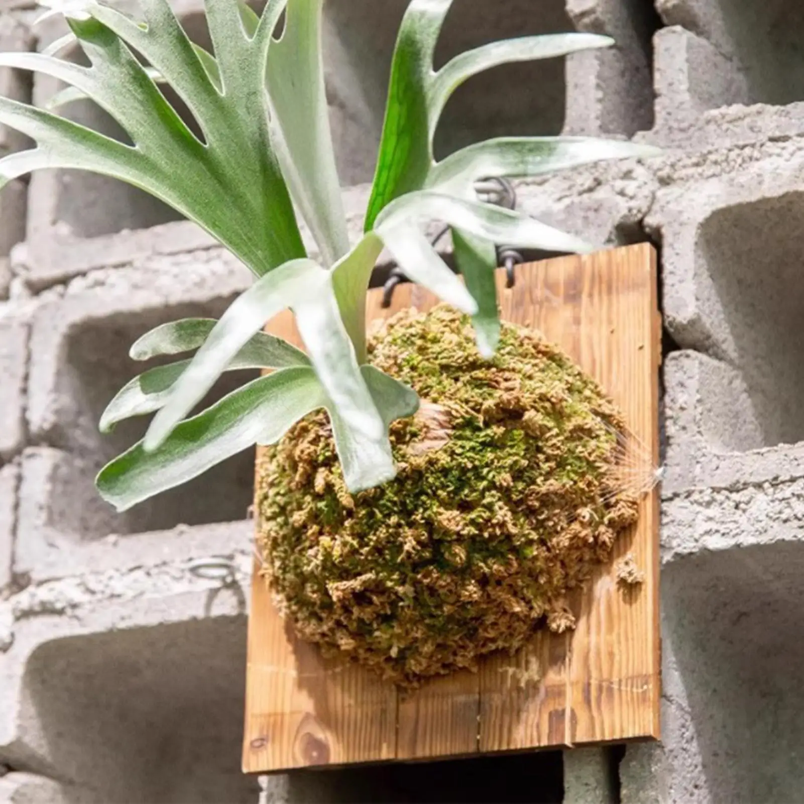 1Pcs Indoor Wood Staghorn Fern - Vertical Wall Planter review and price