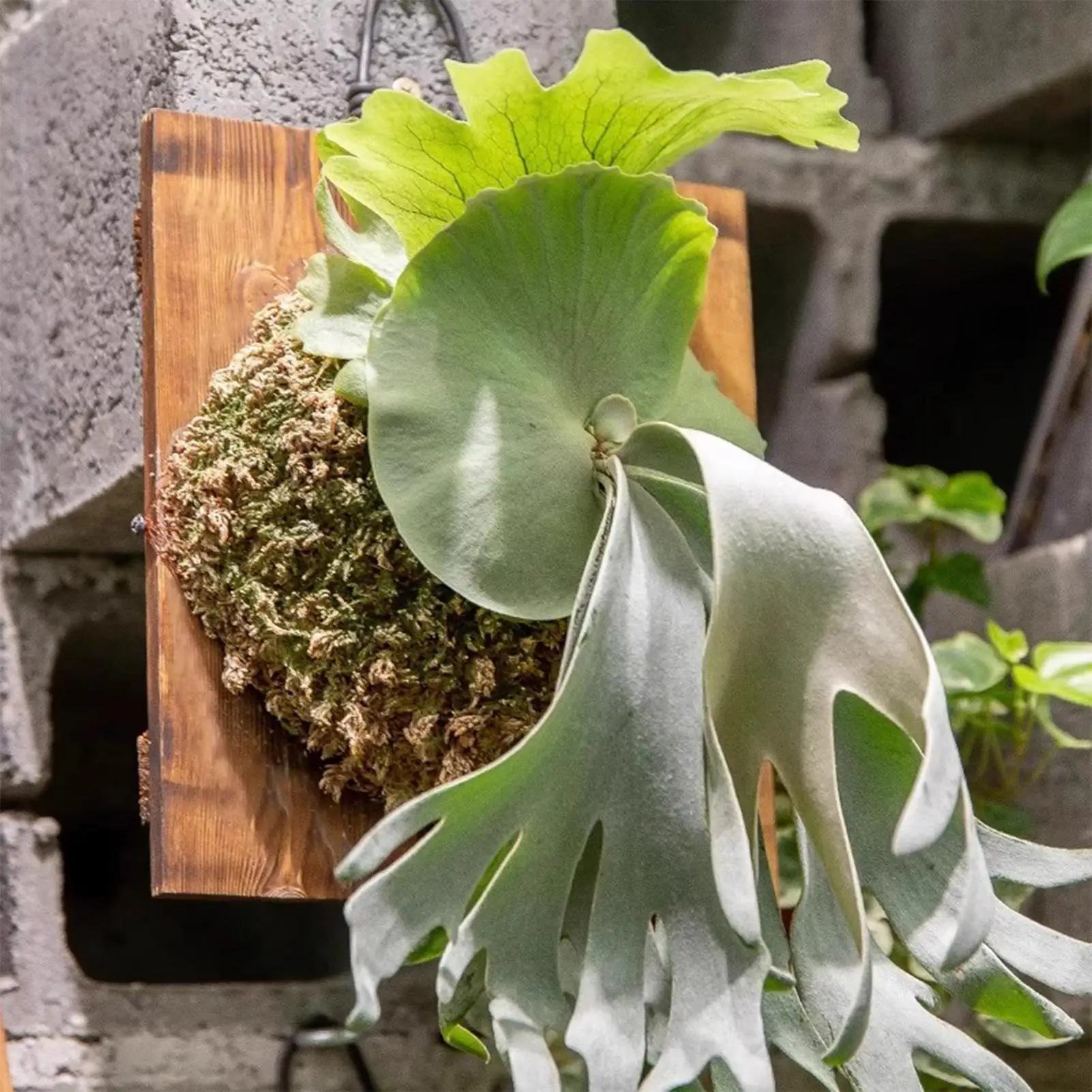 1Pcs Indoor Wood Staghorn Fern - Vertical Wall Planter review and price
