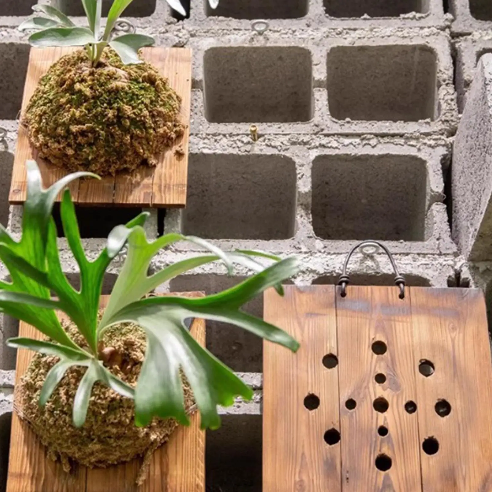 1Pcs Indoor Wood Staghorn Fern - Vertical Wall Planter review and price